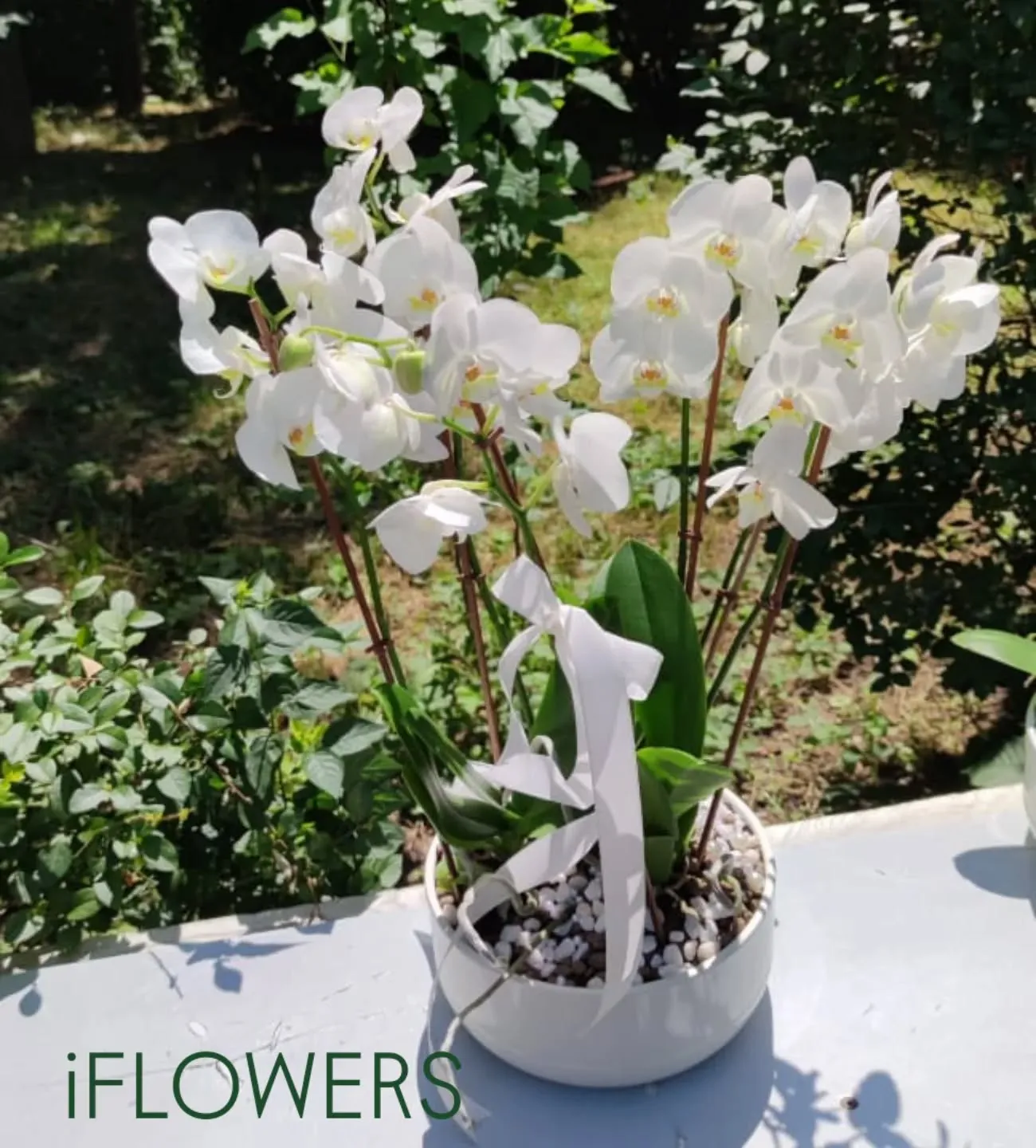 Fotografia 11 din galeria iFLOWERS